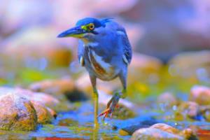 世界杯买票，一场全球狂欢的数字游戏世界杯买票