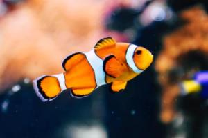 2018年亚洲世界杯预选赛直播，激情与期待交织的体育盛事2018世界杯预选赛直播